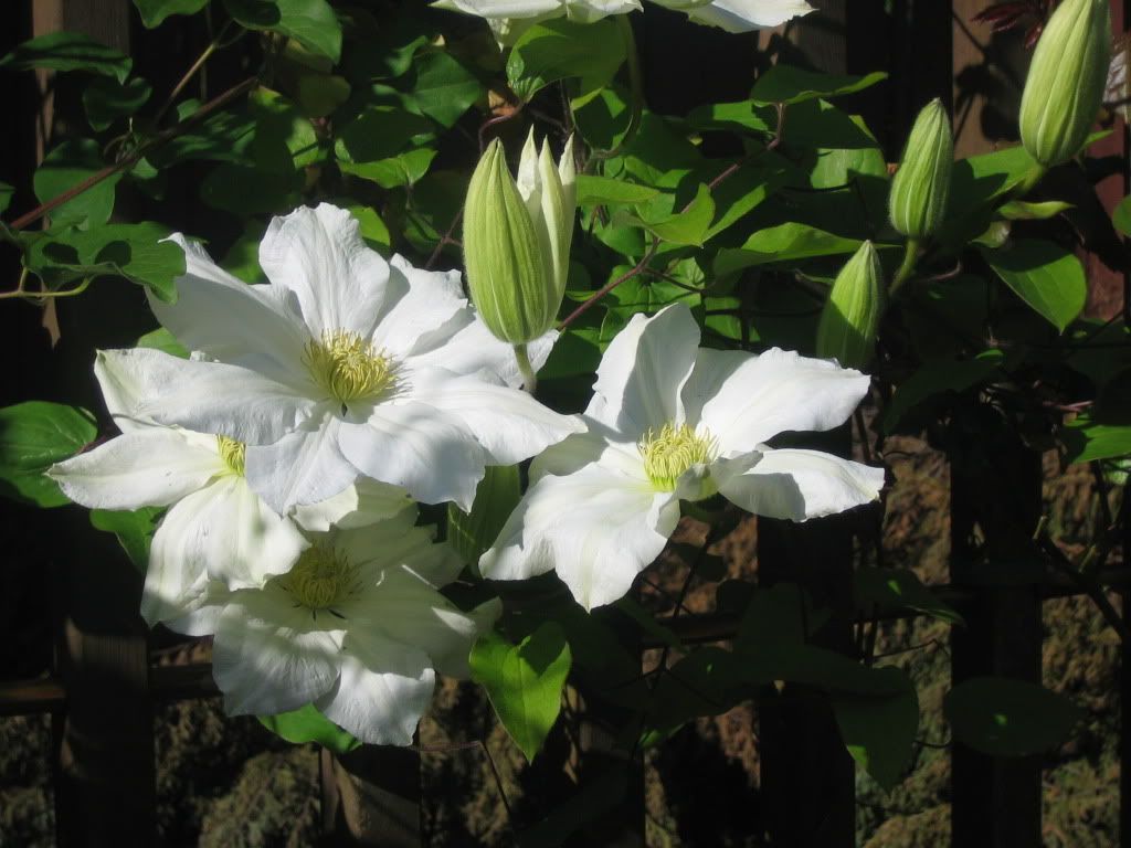 Clematis